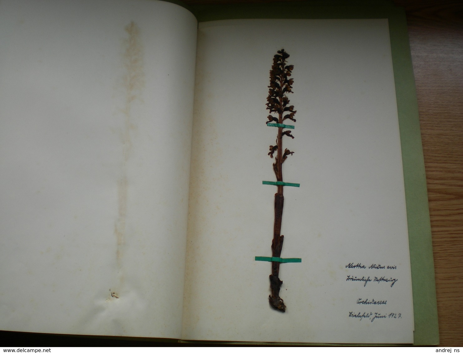 Old Herbarium Orcidaceae 1927 3 Flowers - Other & Unclassified