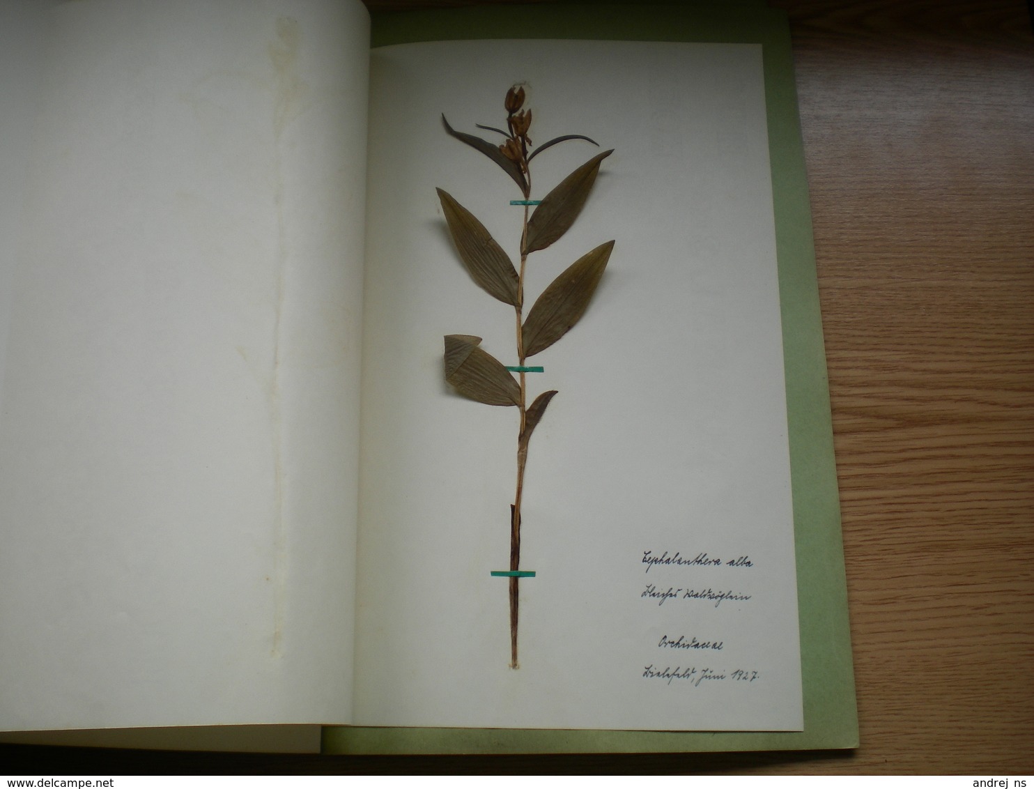 Old Herbarium Orcidaceae 1927 3 Flowers - Other & Unclassified