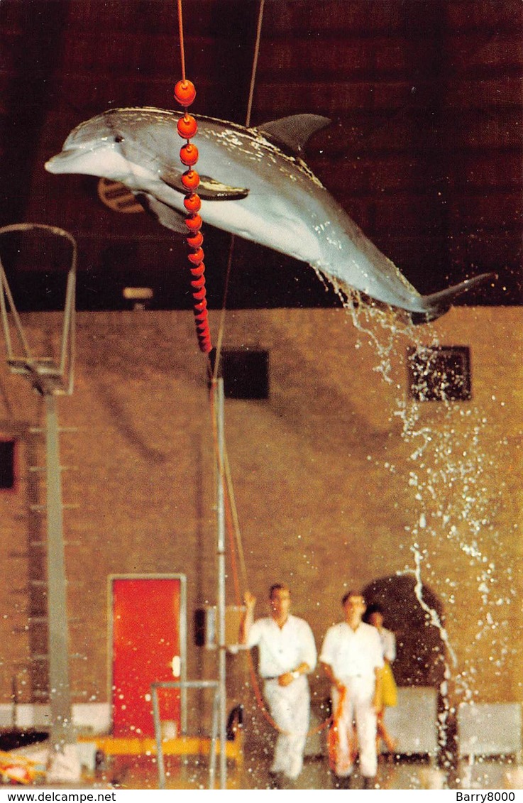 Dolfinarium Brugge Sint-Michiels  Boudewijnpark Dolfijn Dolphine  Barry 3944 - Brugge