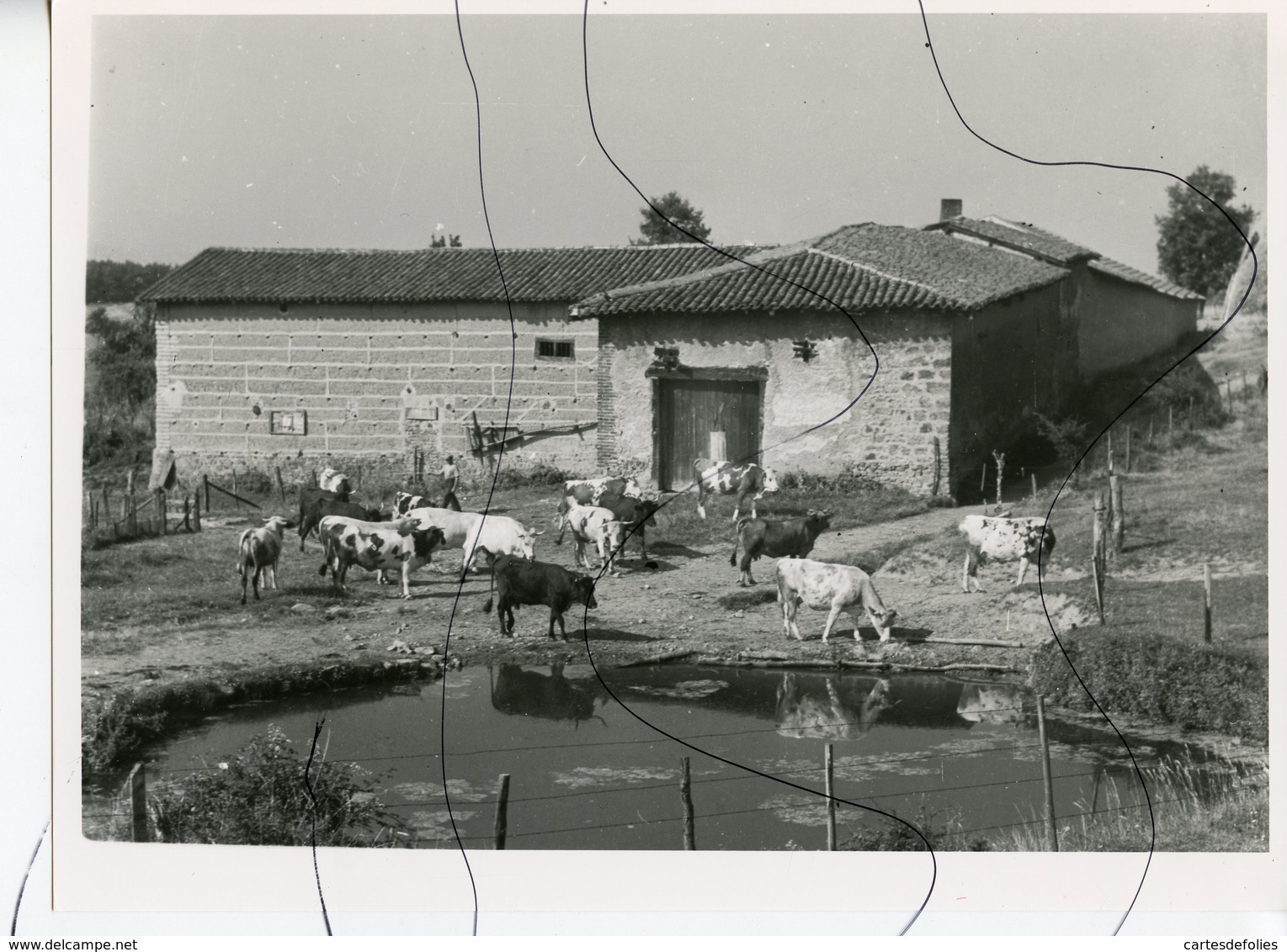 PHOTO. Ferme De La GRANDE COMBE. Le Troupeaux De Vaches Fait Halte A La  " Boutasse " - Plaatsen