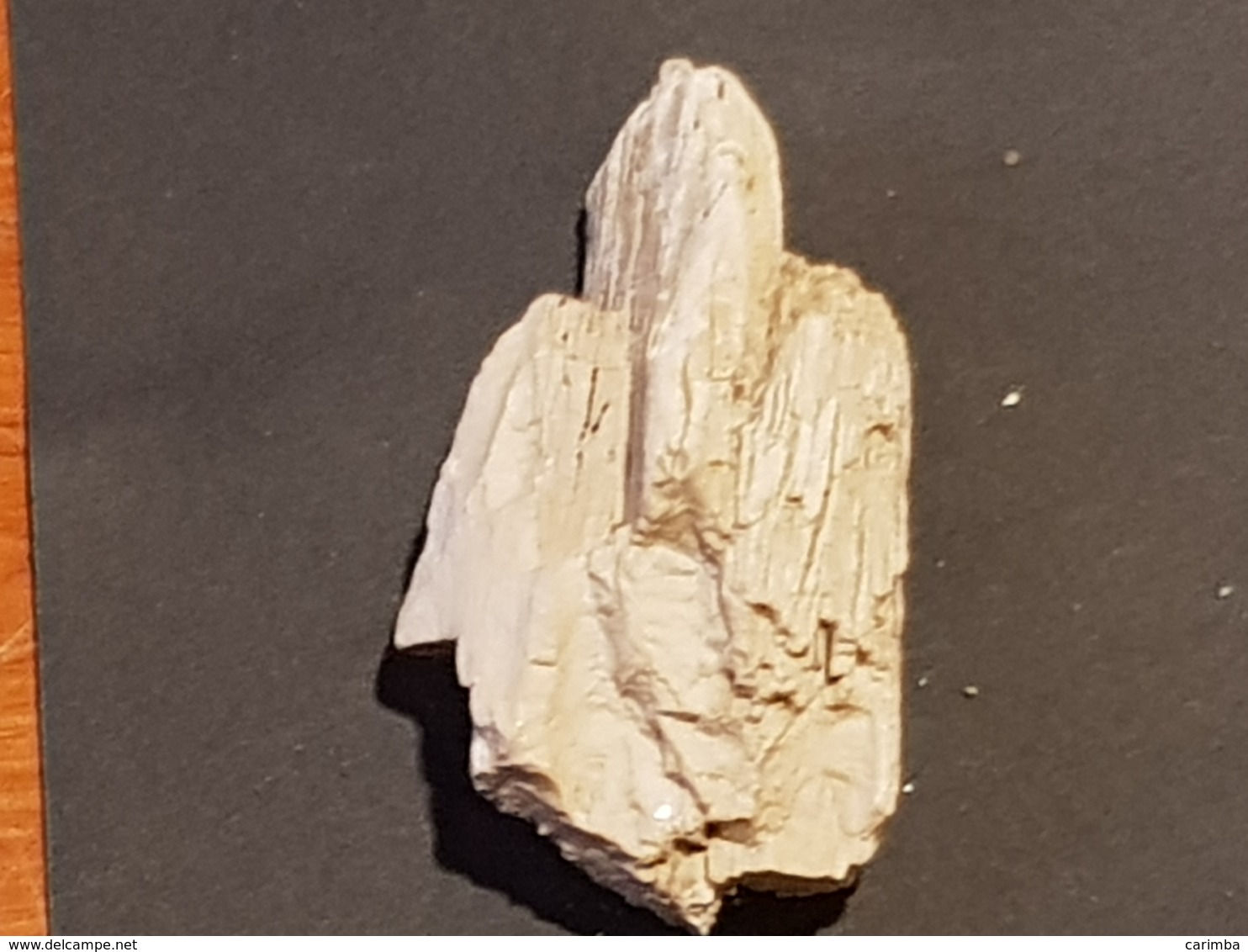 ARGENTINA LEGNO PIETRIFICATO Mm.70 - Fósiles