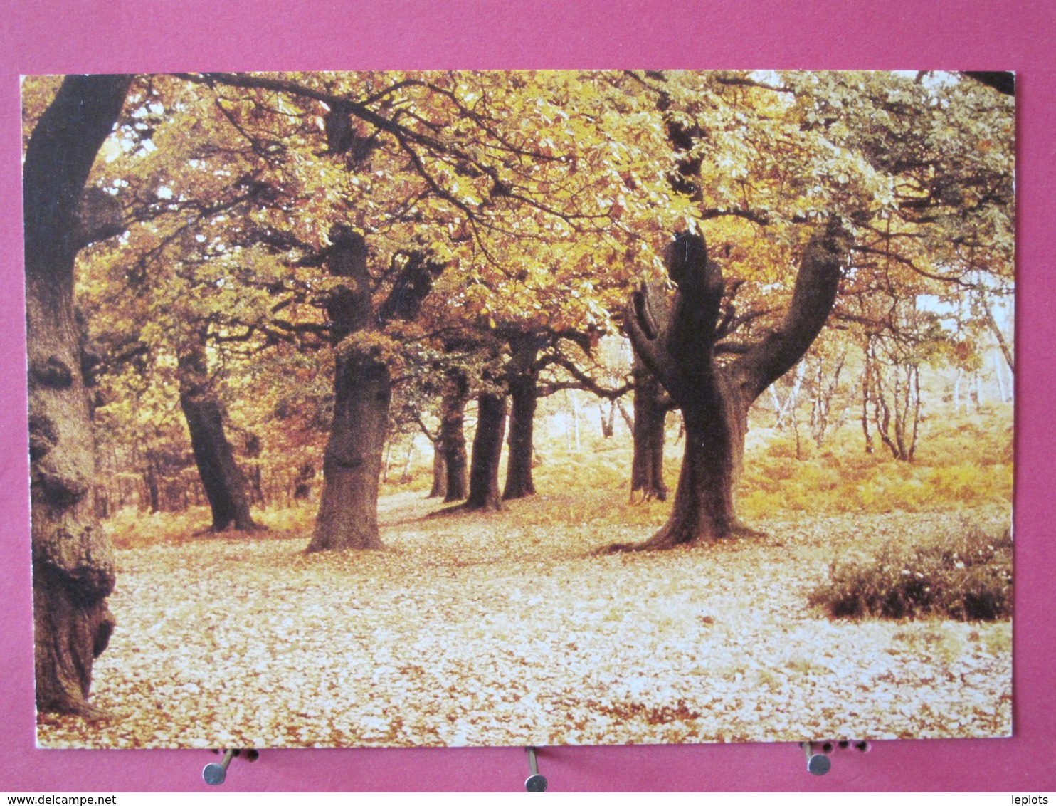 Visuel Très Peu Courant - Angleterre - Cannock Chase - Ancient Oaks In Brocton Coppice - Recto Verso - Altri & Non Classificati