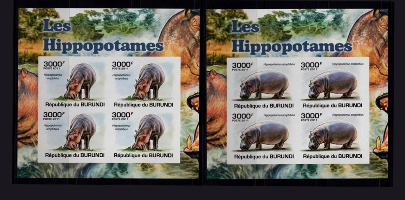 Les Hippopotames Burundais Emboutissent Des Dents - Autres & Non Classés