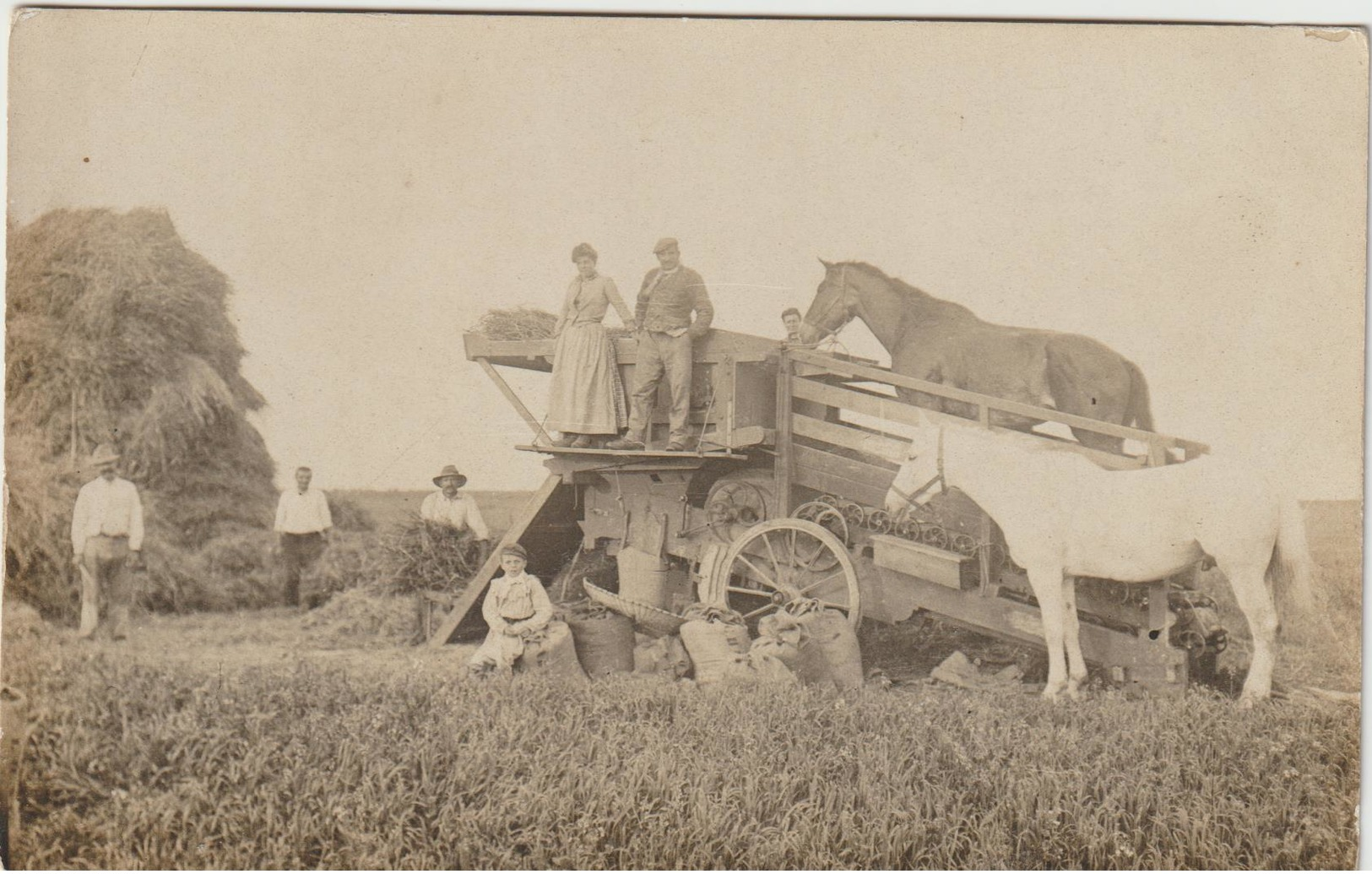 CPA CARTE PHOTO DEPIQUETAGE  A LA TREPINEUSE TRES BEAU PLAN  BOURGEAUVILLE 14 ? - Tractors