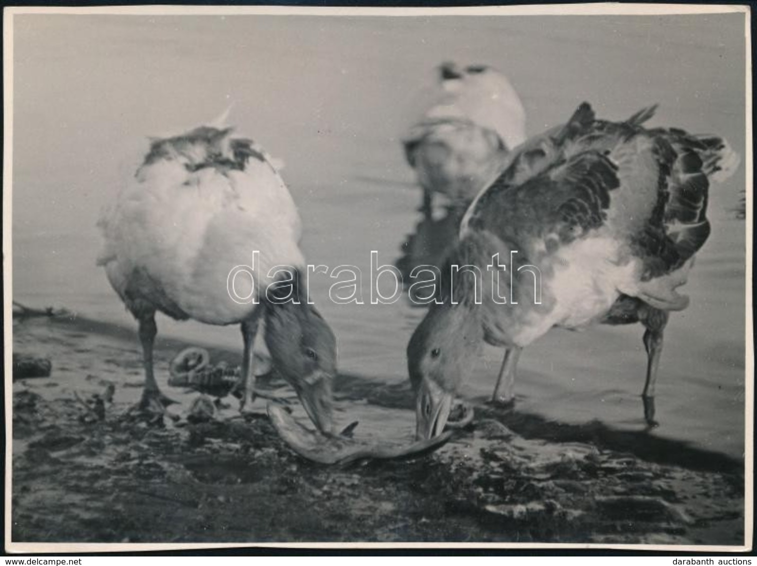 Cca 1930 Kinszki Imre (1901-1945) Budapesti Fotóművész Hagyatékából, Pecséttel Jelzett és Aláírt Vintage Fotó, A Szerző  - Sonstige & Ohne Zuordnung