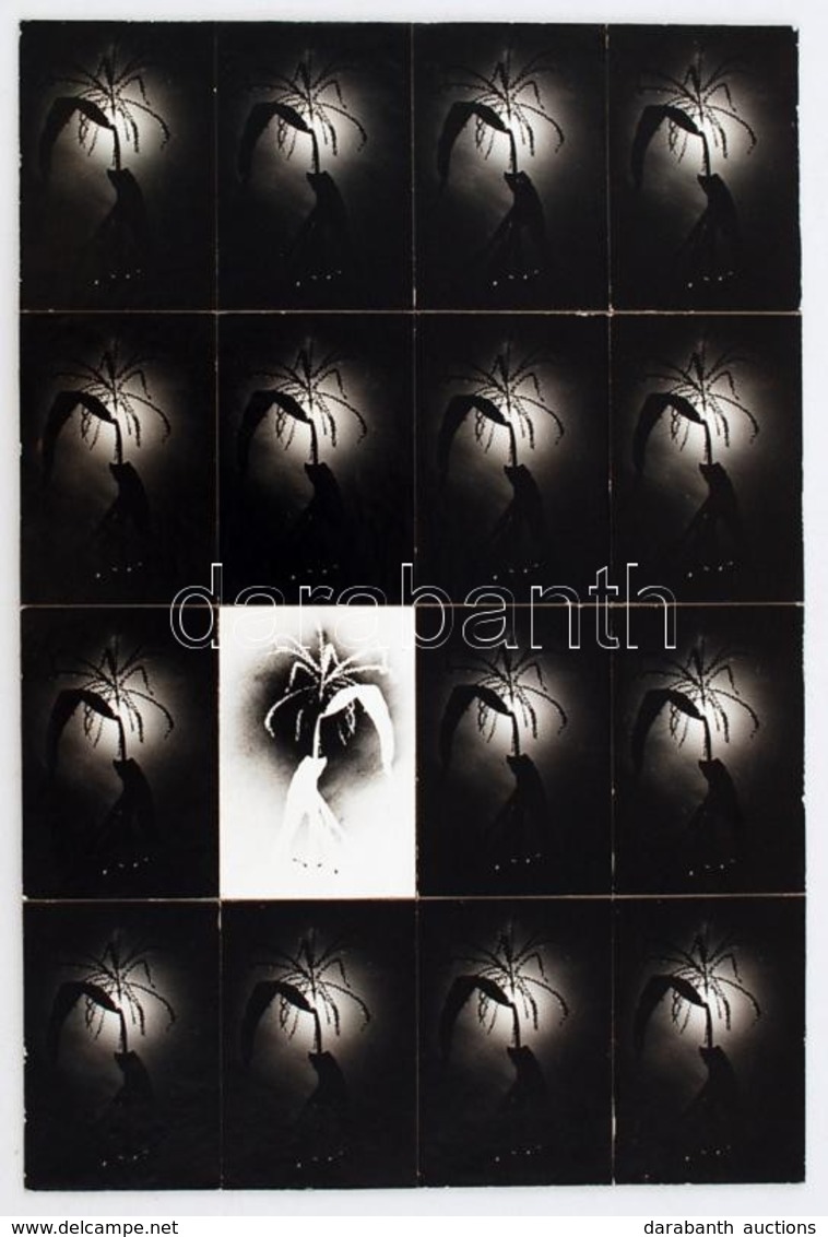 Cca 1975 Csepregi Csegő: Kukorica, Feliratozott Vintage Fotóművészeti Alkotás, 39x26 Cm - Otros & Sin Clasificación