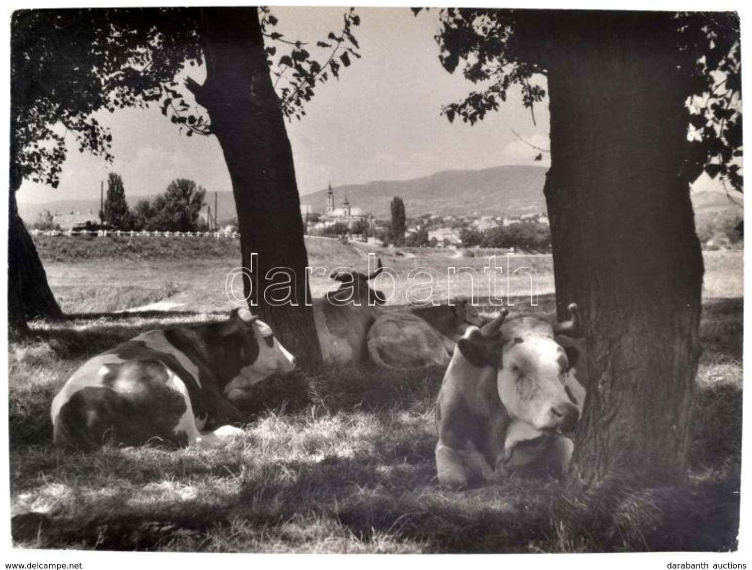 1960 Szöllősy Kálmán (1887-1976): Noon's Rest, Feliratozott Fotóművészeti Alkotás, Pecséttel Jelzett, 30×40 Cm - Otros & Sin Clasificación