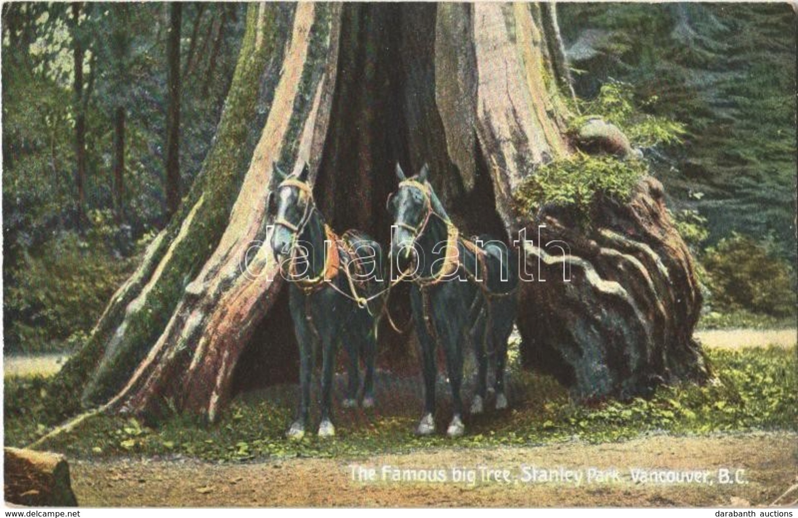 T2 1907 Vancouver, Stanley Park, The Famous Big Tree, Horses - Sonstige & Ohne Zuordnung