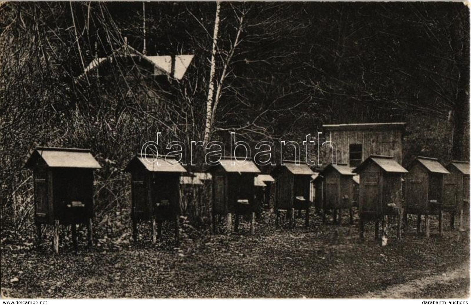 ** T1/T2 Demnya, Demnia Wyzna; Pasieka. Fot. D. Brauner Skole / Apiary, Beehives - Sin Clasificación