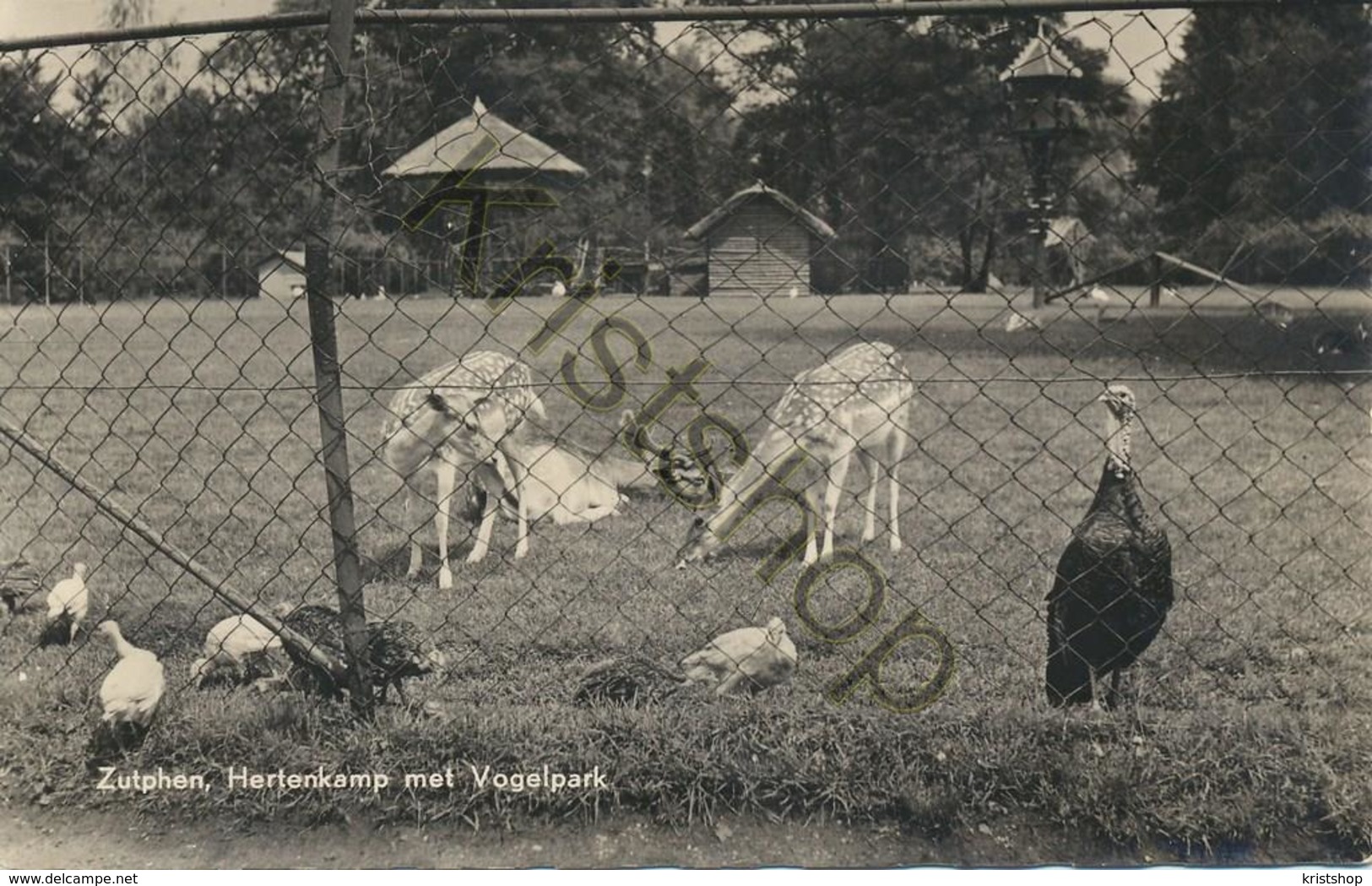 Zutphen - Hertenkamp Met Vogelpark  [5X-190 - Zutphen