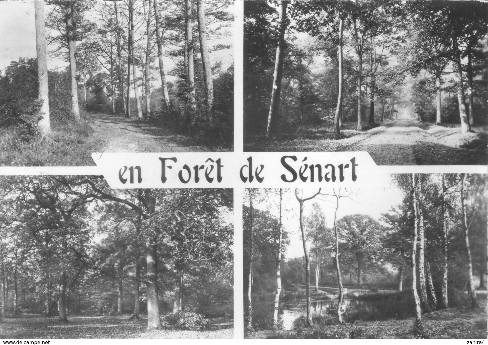 En Forêt De Sénart - Images De France - Les Promenades En Forêt  - Raymon Brunoy - Ile-de-France