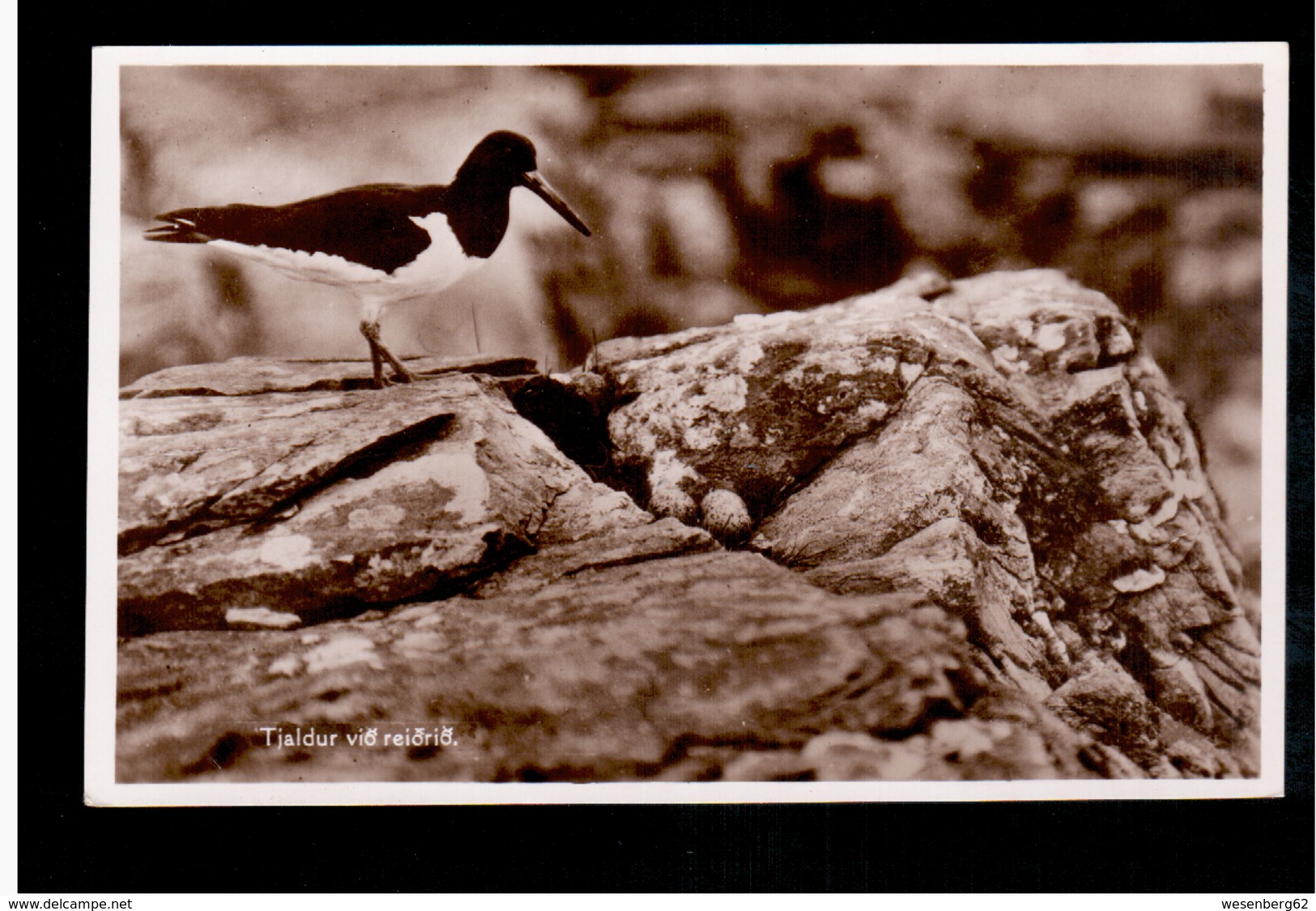 FAROE ISLANDS Tjaldur Viõ Reiõriõ, H.N.Jacobsens  Ca 1935 Old Photo Postcard - Färöer