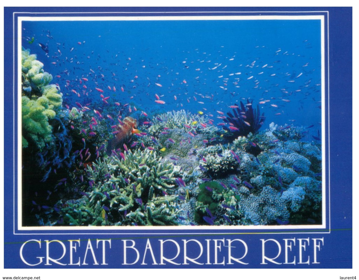 (44) Australia Postcard - (with Stamp) - QLD - Great Bartrier Reef (fish) - Great Barrier Reef
