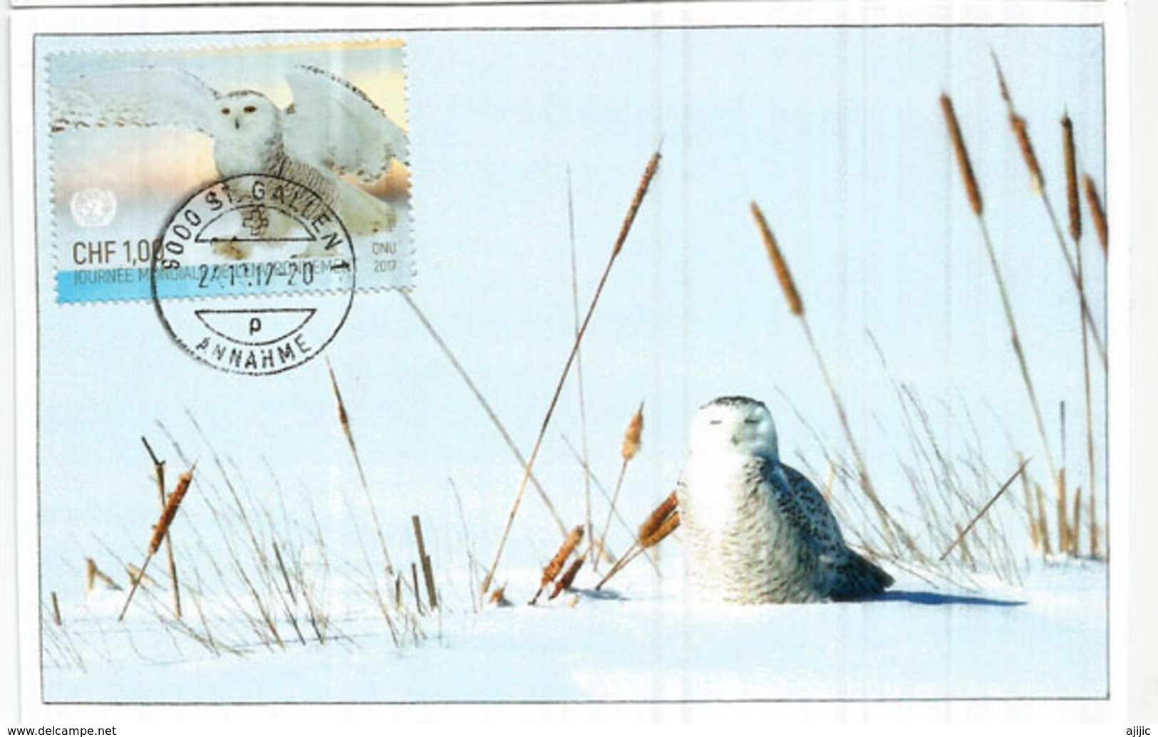 Chouette Harfang Des Neiges ,  Carte-maximum De Suisse (Jour Mondial De L'Environnement) 2019 - Maximum Cards