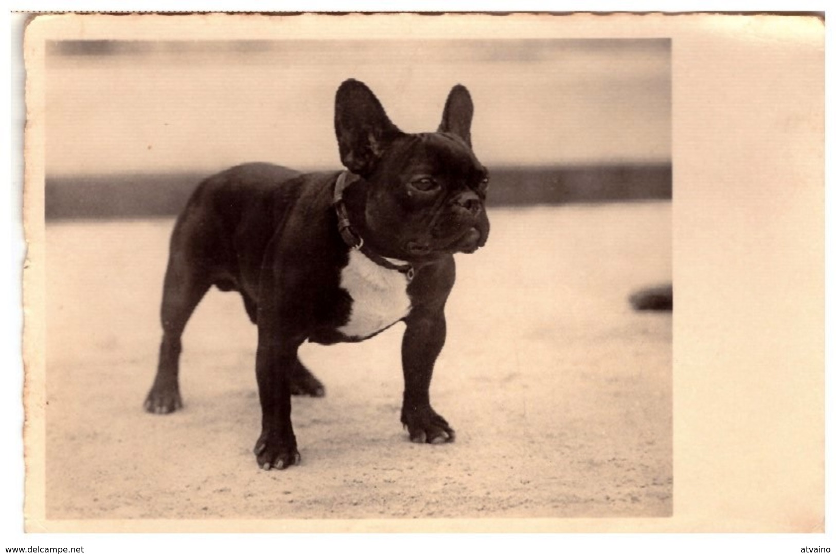 Bully Bulldog Vintage Austria Photo PC 1920s - Cani