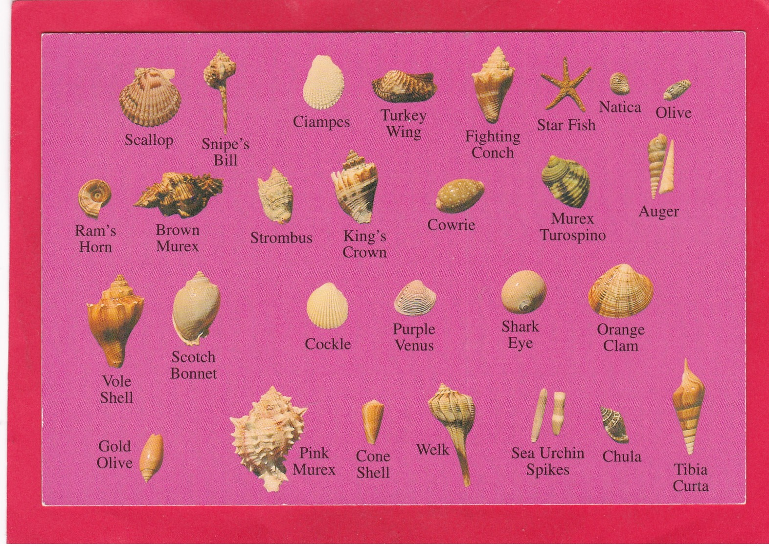 Modern Post Card Of The Ocean`s Treasures,Shells From The Sea`s,D39. - World