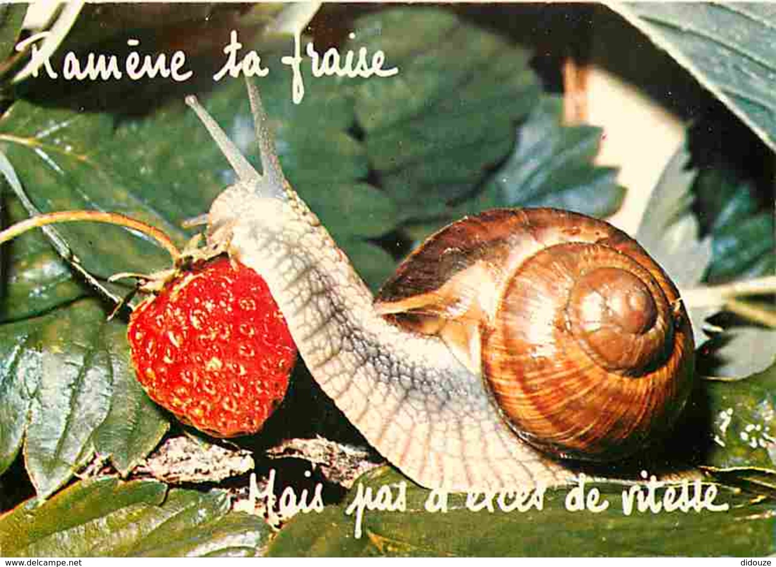 Animaux - Escargot - Voir Scans Recto-Verso - Andere & Zonder Classificatie