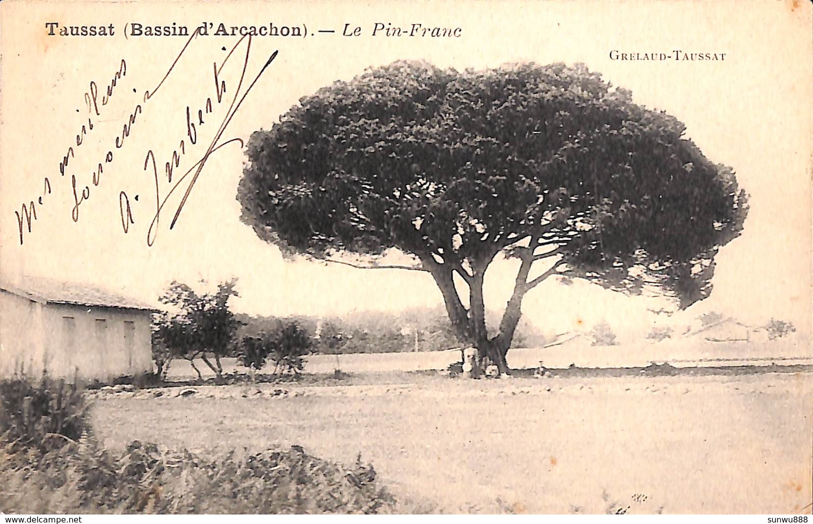 33 - Taussat (Bassin D'Arcachon) - Le Pin-Franc (arbre Remarquable) - Autres & Non Classés