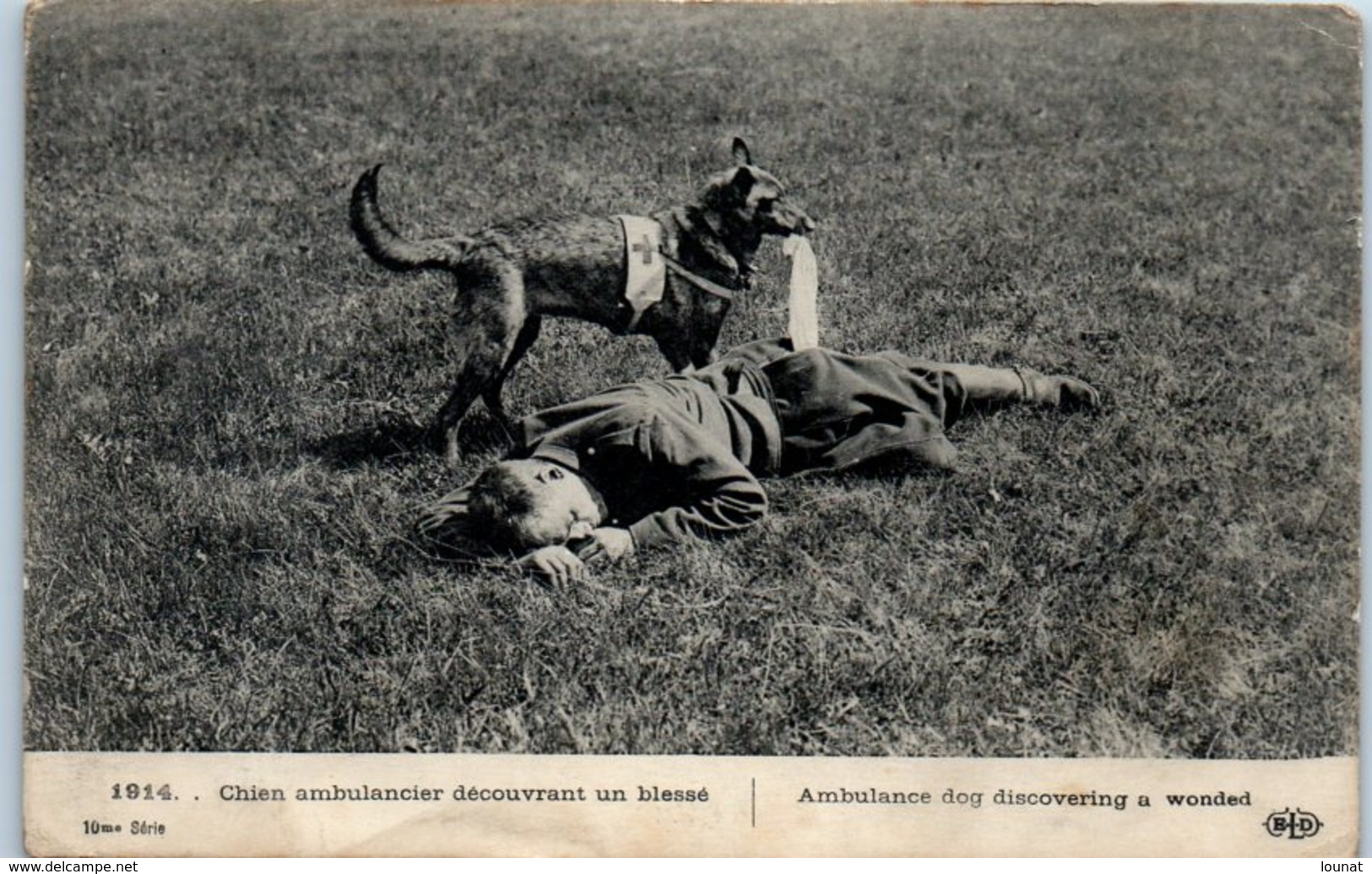 CROIX ROUGE - Chien Ambulancier Découvrant Un Blessé  - Guerre 1914 - Rotes Kreuz