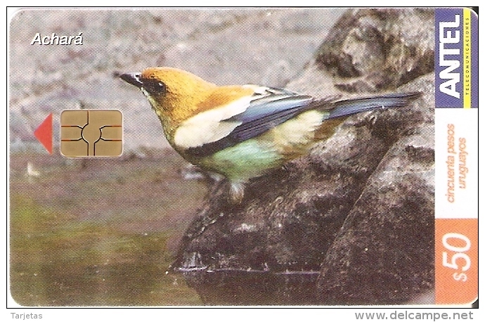 Nº 328 TARJETA DE URUGUAY DE EL ACHARA (PAJARO-BIRD) - Uruguay