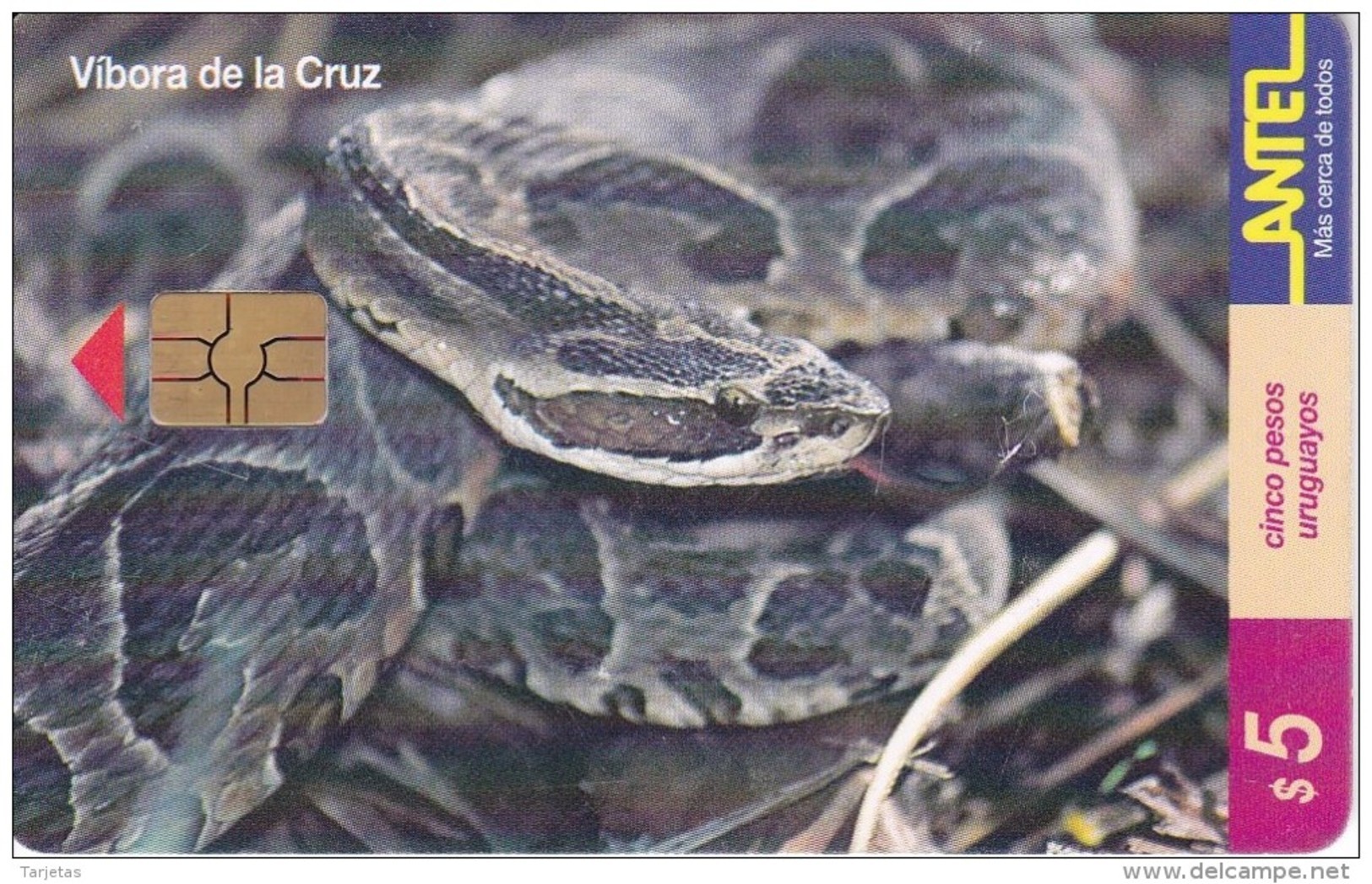 Nº 85 TARJETA DE URUGUAY DE ANTEL DE UNA VIBORA DE LA CRUZ (SNAKE-SERPIENTE) - Uruguay