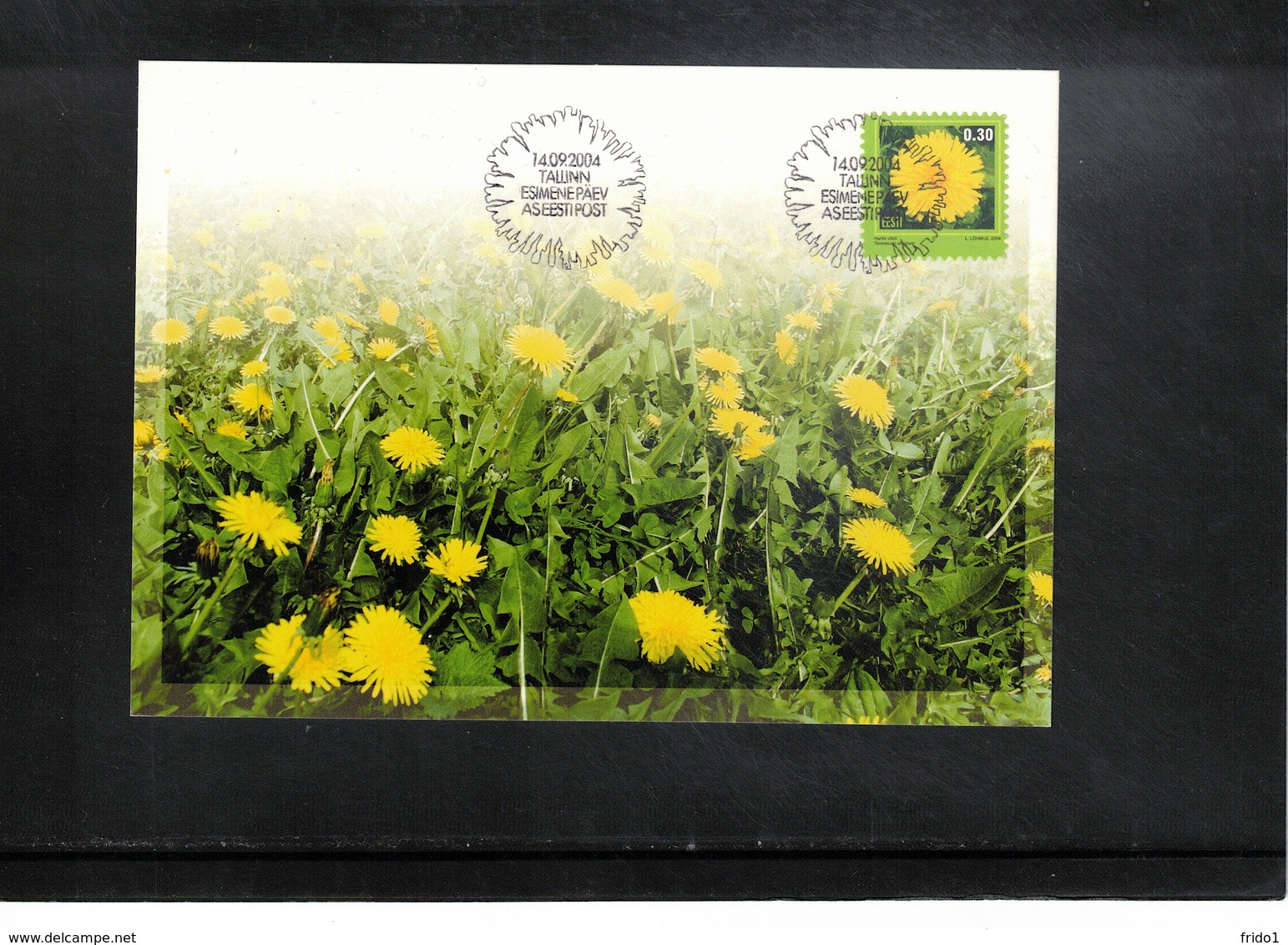 Estonia  2004 Medicinal Plant Dandelion Maximumcard - Heilpflanzen