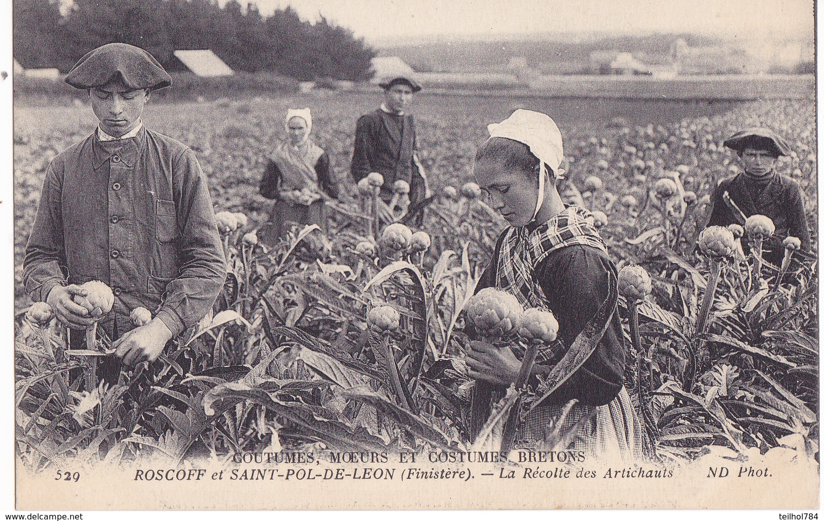 ROSCOFF ET SAINT POL DE LEON - LA RECOLTE DES ARTICHAUTS - Roscoff