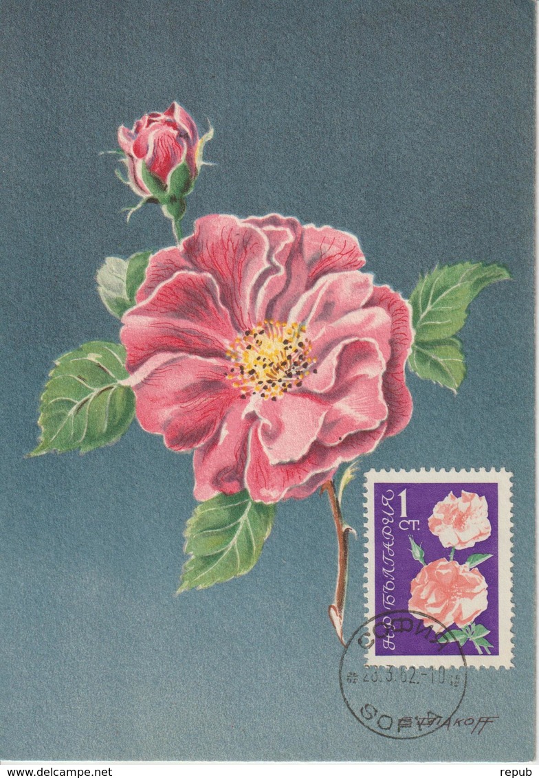 Bulgarie Carte Maximum Fleurs 1962 Rose 1126 - Brieven En Documenten