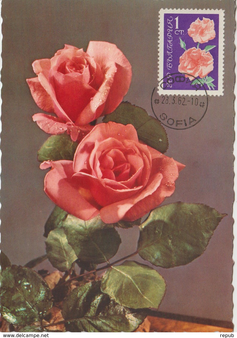 Bulgarie Carte Maximum Fleurs 1962 Rose 1126 - Brieven En Documenten