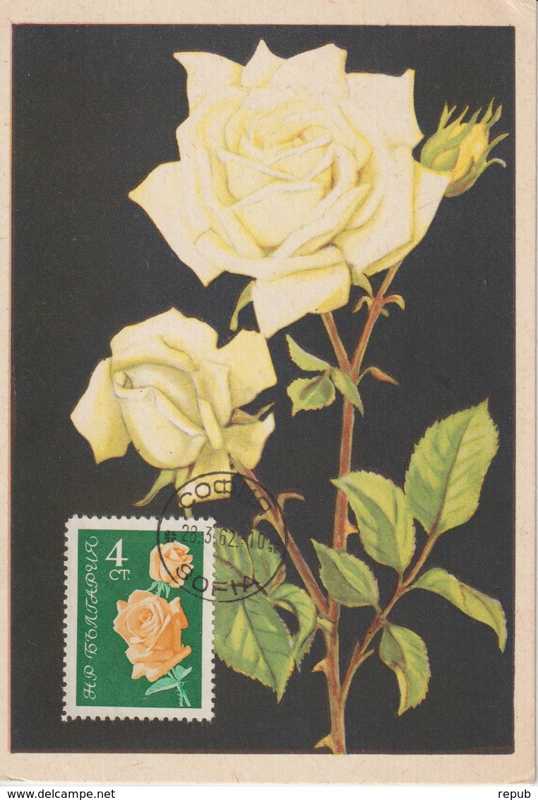 Bulgarie Carte Maximum Fleurs 1962 Rose 1129 - Storia Postale