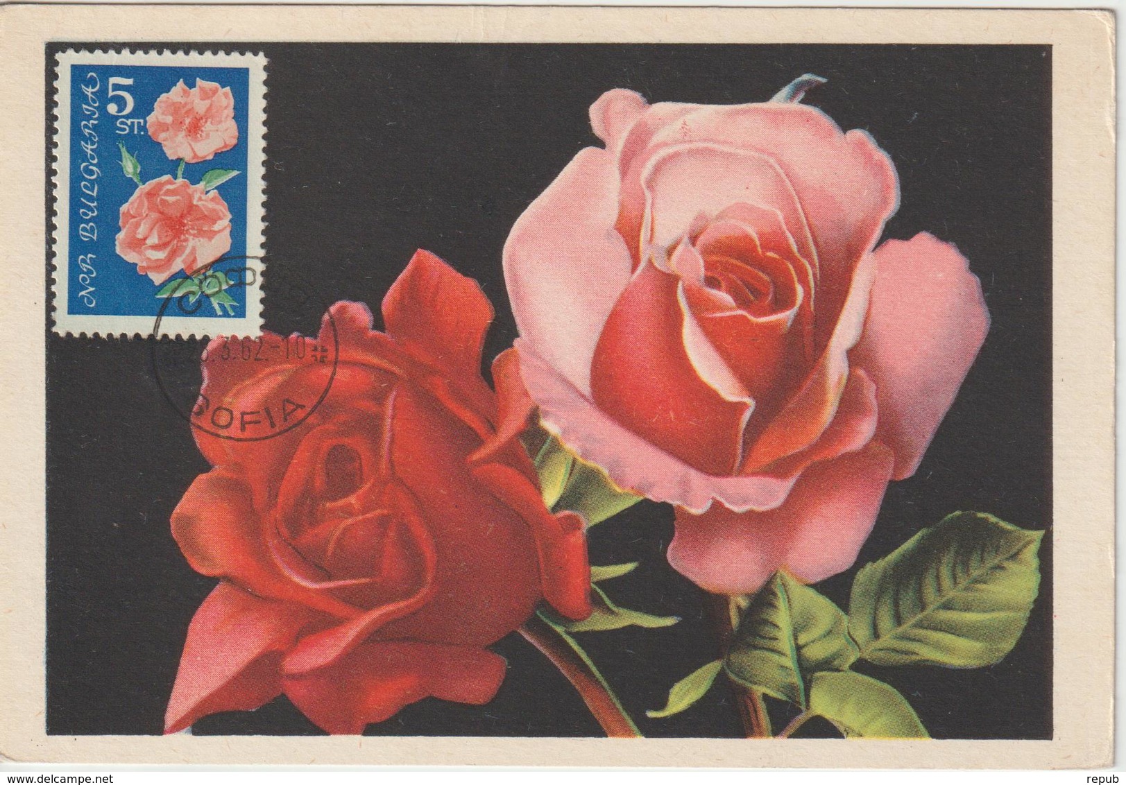 Bulgarie Carte Maximum Fleurs 1962 Rose 1130 - Covers & Documents