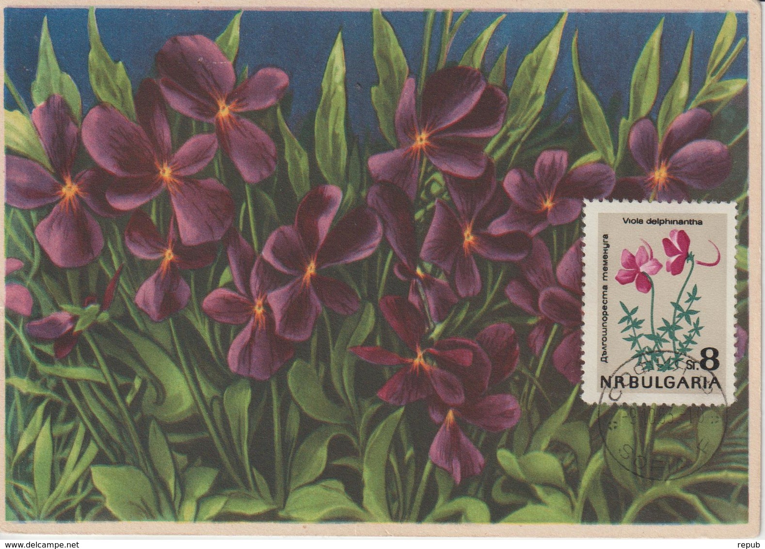 Bulgarie Carte Maximum Fleurs 1963 Violettes 1213 - Brieven En Documenten