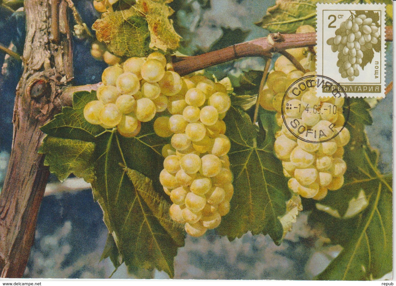 Bulgarie Carte Maximum Fruits 1965 Raisin 1365 - Lettres & Documents