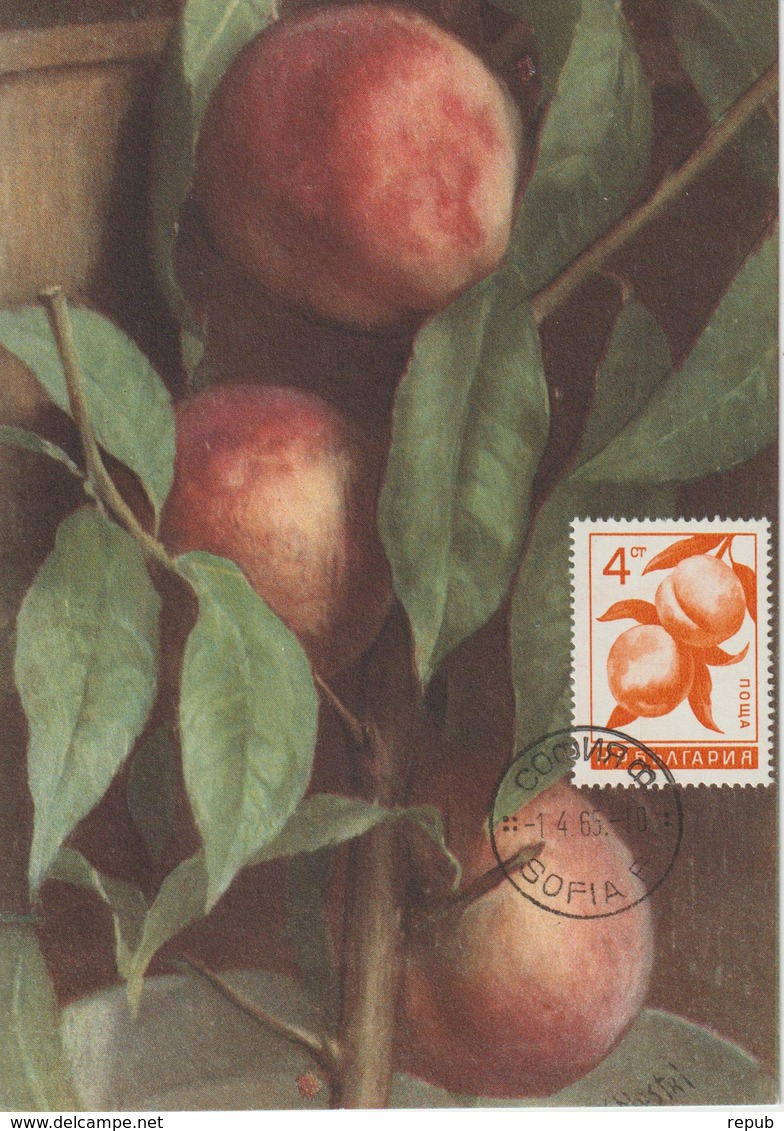 Bulgarie Carte Maximum Fruits 1965 Abricots 1367 - Storia Postale