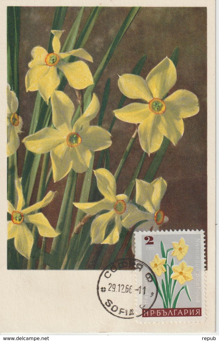 Bulgarie Carte Maximum Fleurs 1967 Narcisses 1478 - Storia Postale