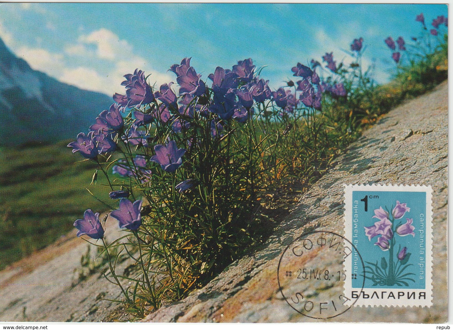 Bulgarie Carte Maximum Fleurs 1968 Campanule 1583 - Storia Postale