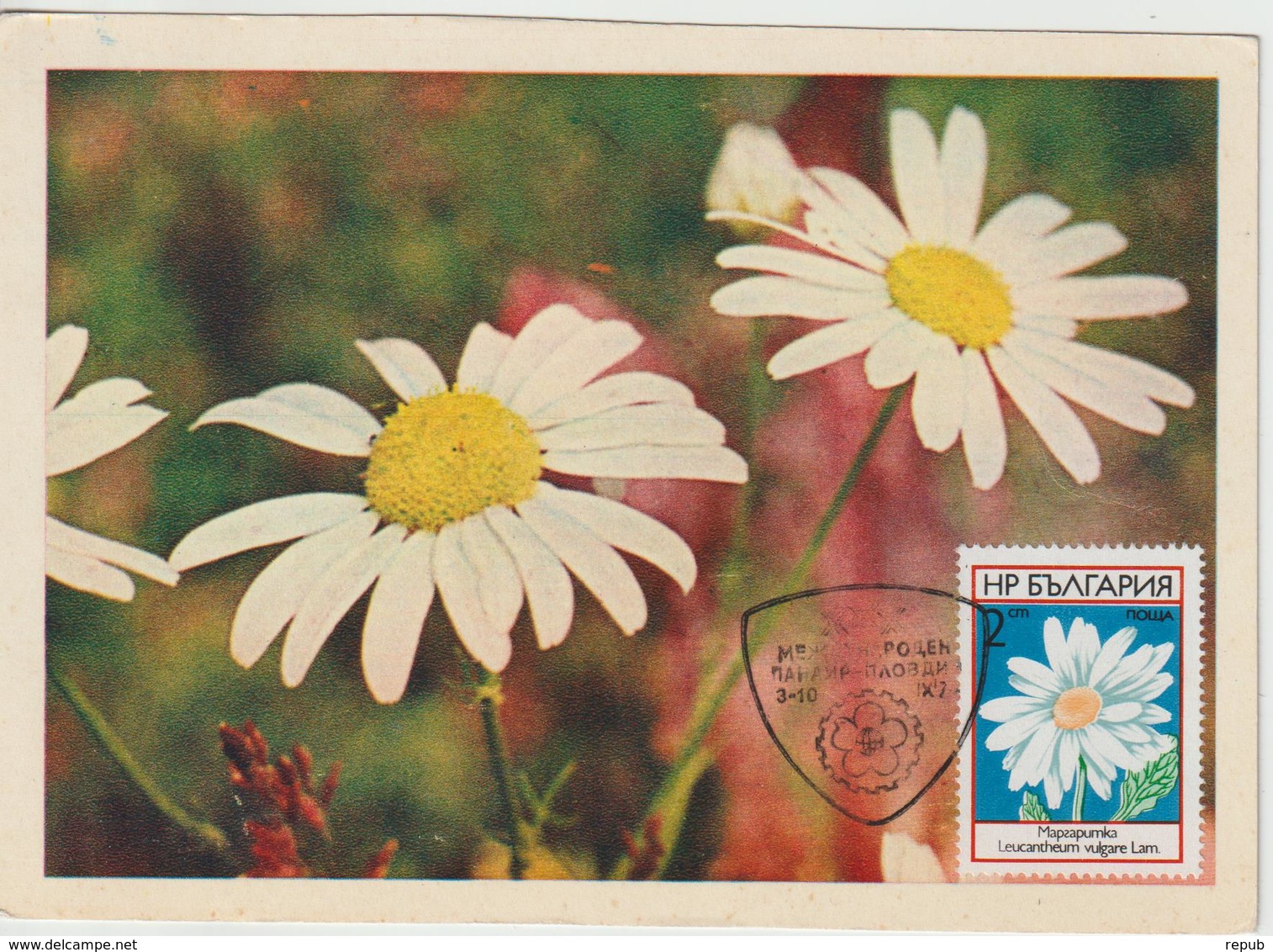 Bulgarie Carte Maximum Fleurs 1973 Marguerites 2001 - Cartas & Documentos