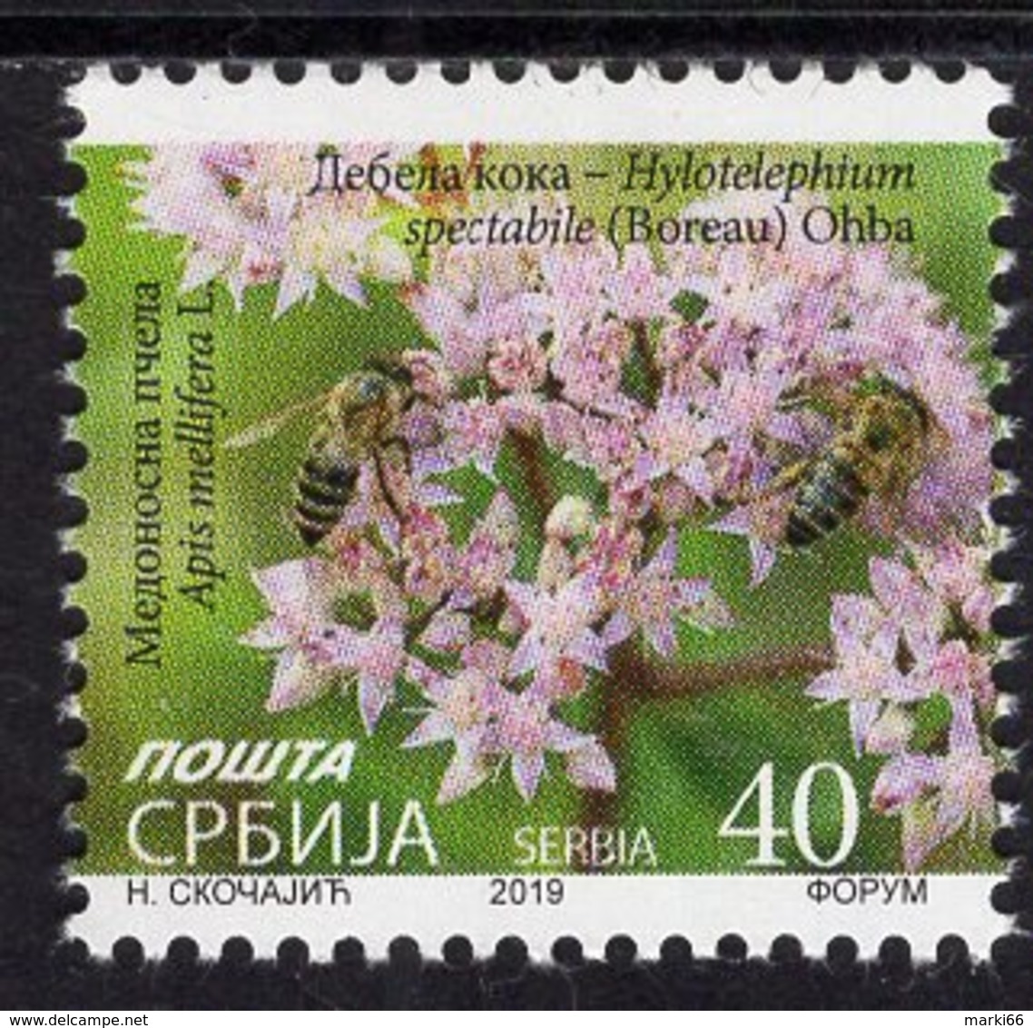 Serbia - 2019 - Ice Plant - Hylotelephium Spectabile - Mint Definitive Stamp - Serbie