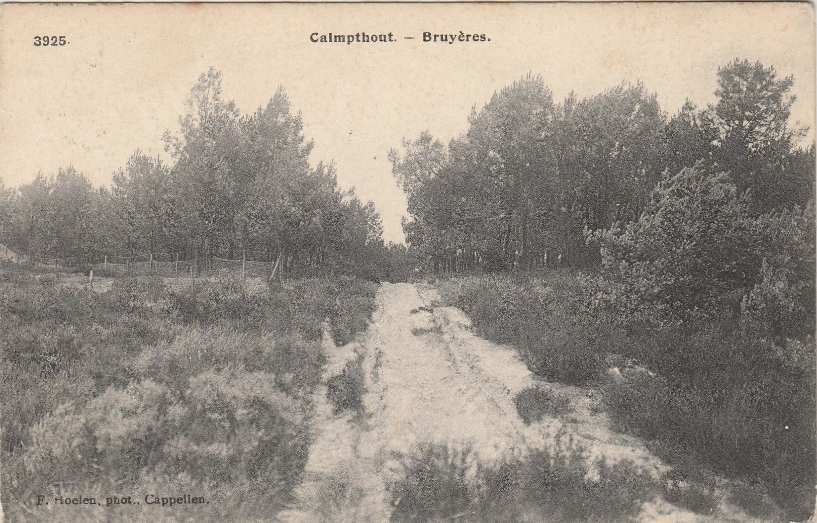 Calmpthout ,  Kalmthout , Bruyères ,( F.Hoelen , Cappellen ,n° 3925 ) - Kalmthout