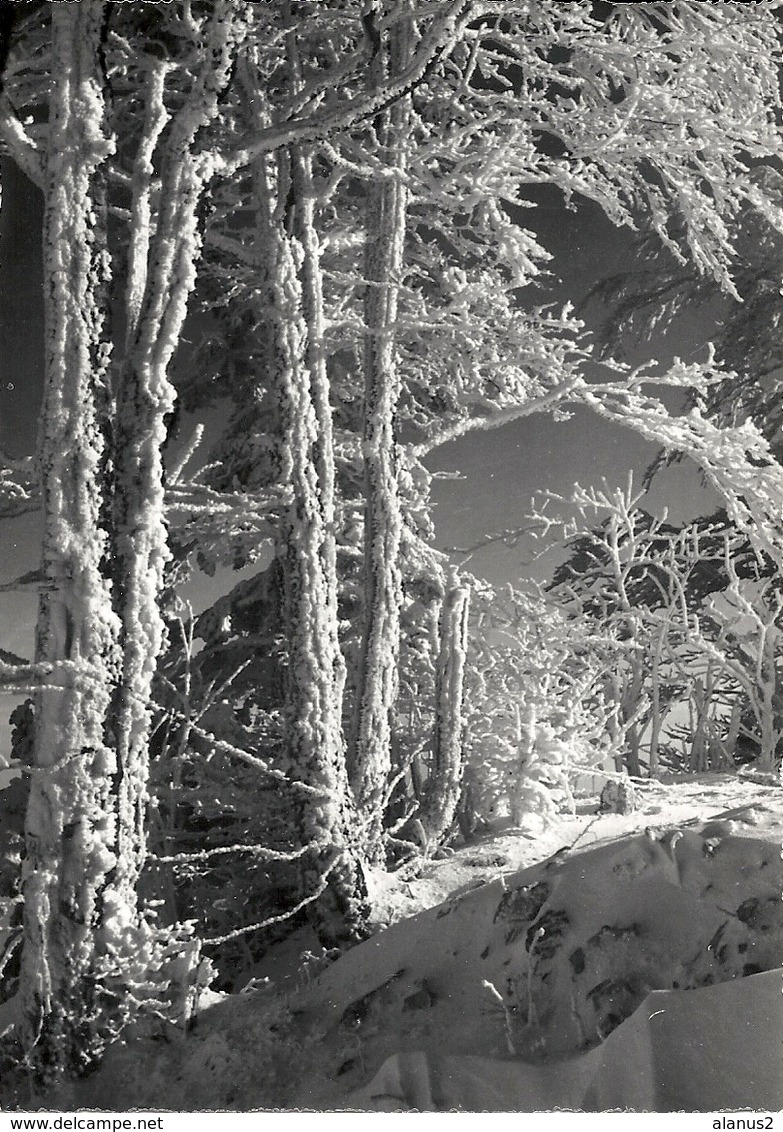 La Neige Dans Le Haut Doubs - 25 - Stainacre - Altri & Non Classificati