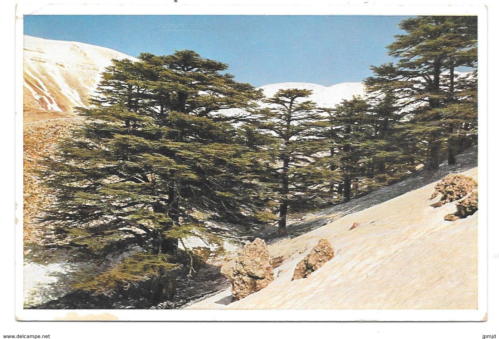 Les  Cèdres Du Liban - The Cedars Of Lebanon - Ed. UVACHROM AG, Munich N° 6417 - Liban