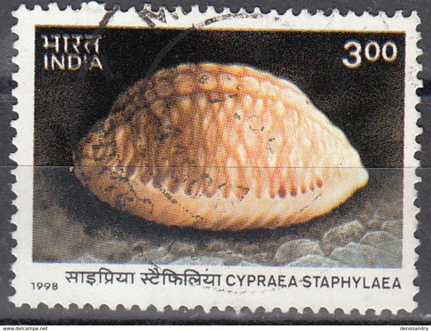 India 1998 Michel 1667 O Cote (2006) 0.80 Euro Mollusque Cypraea Staphylaea Cachet Rond - Oblitérés