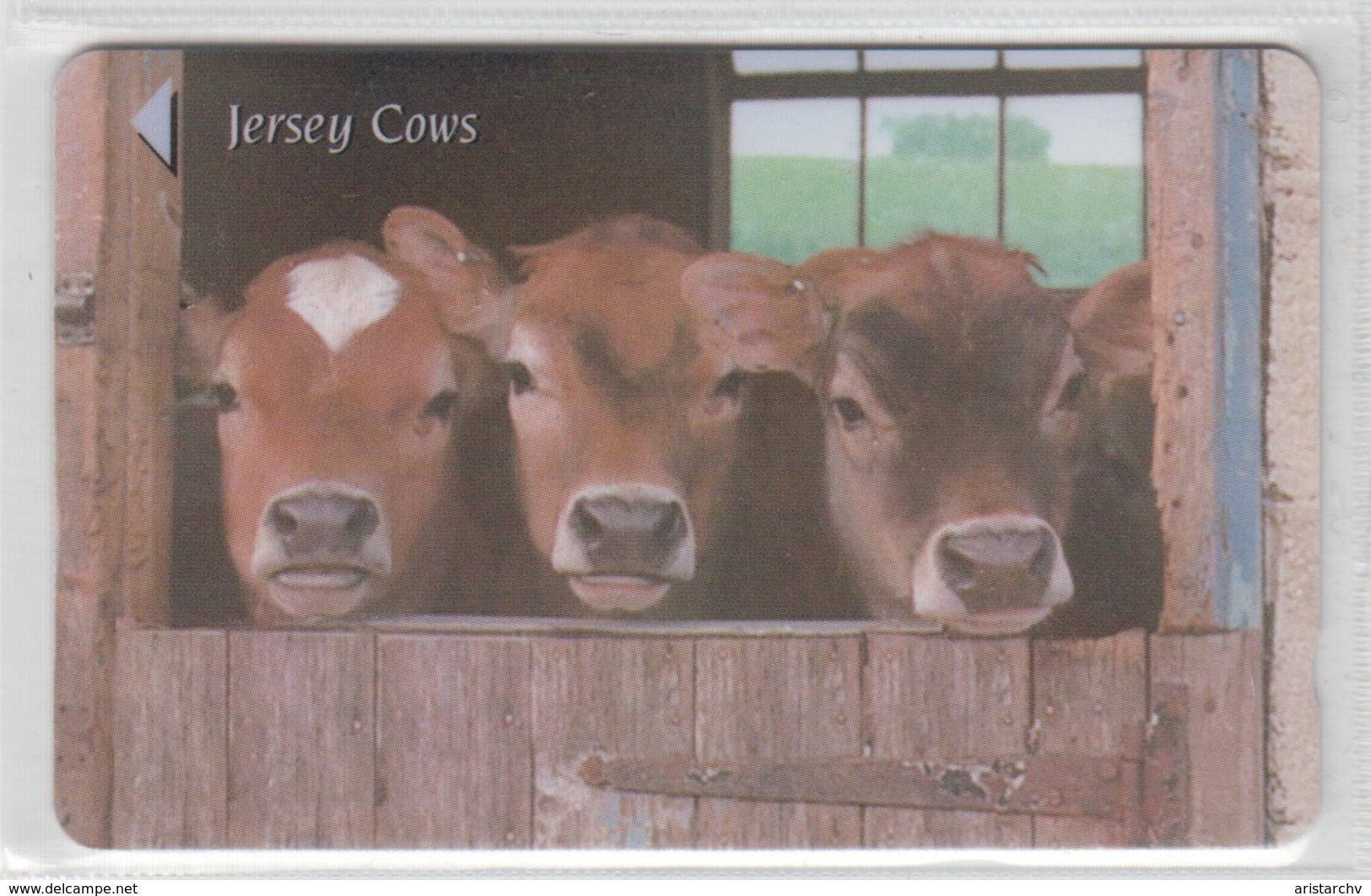 JERSEY 1997 COWS - Vaches