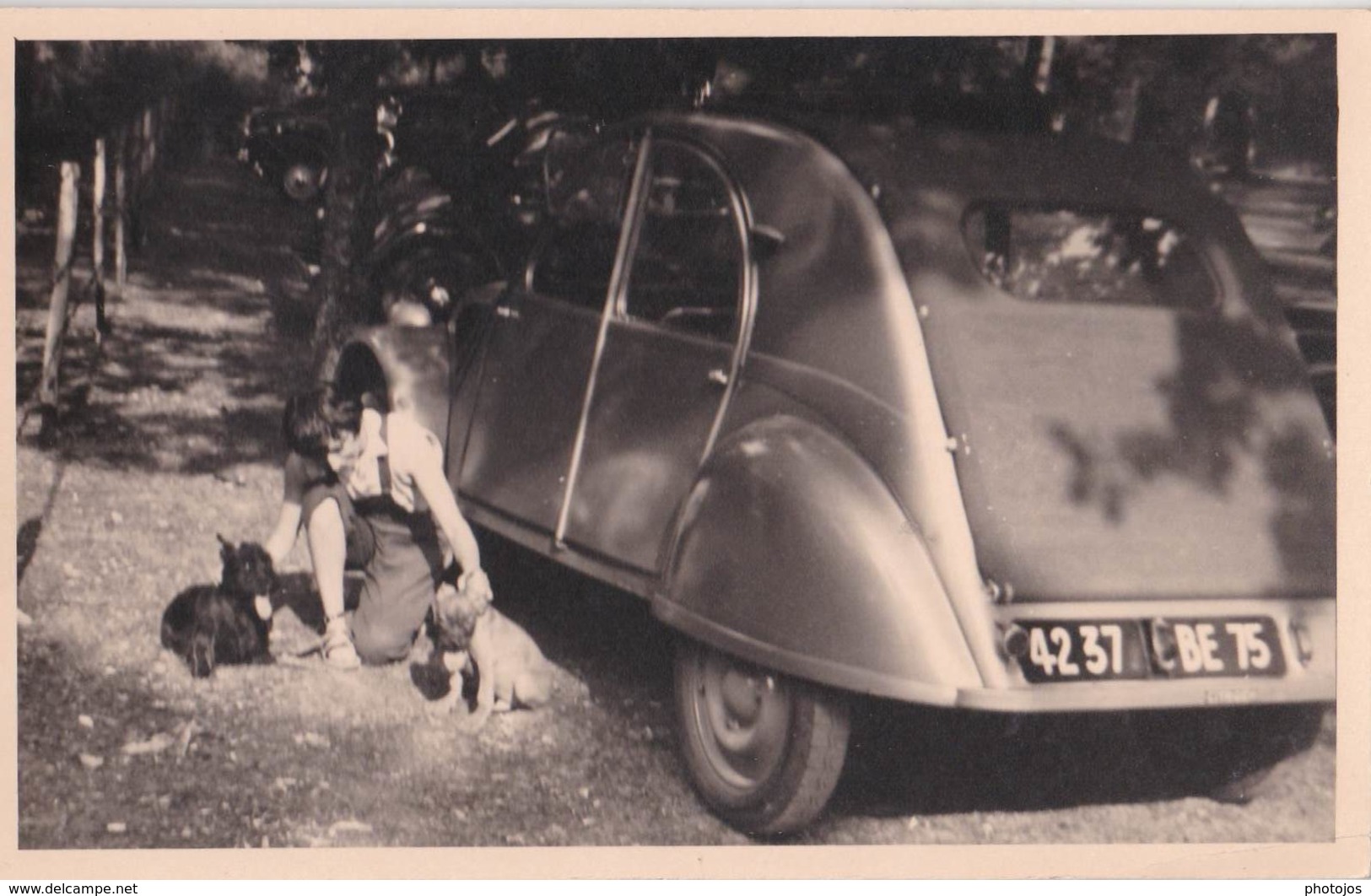 Photo Format Carte Automobile  : Une 2 Cv Citroen Sa Conductrice Et Ses 2 Chiens  Immatriculée 75 - Auto's