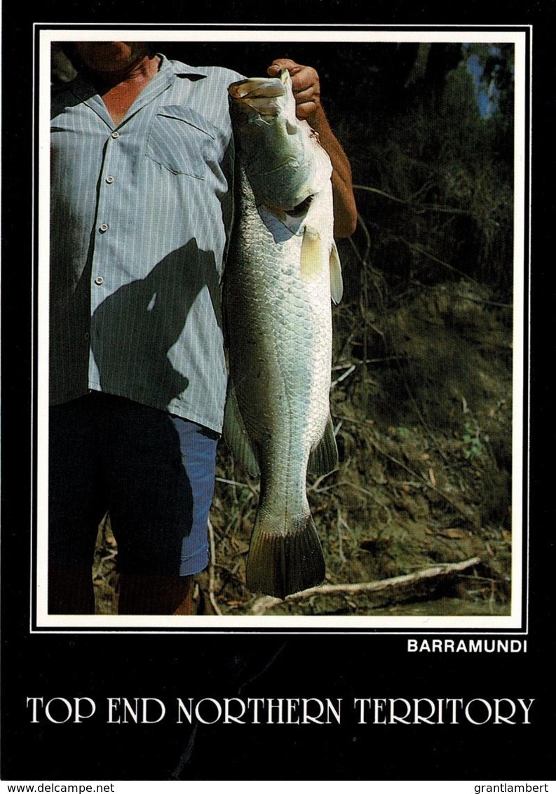 Barramundi Fish, Top End, Northern Territory - Unused - Non Classés