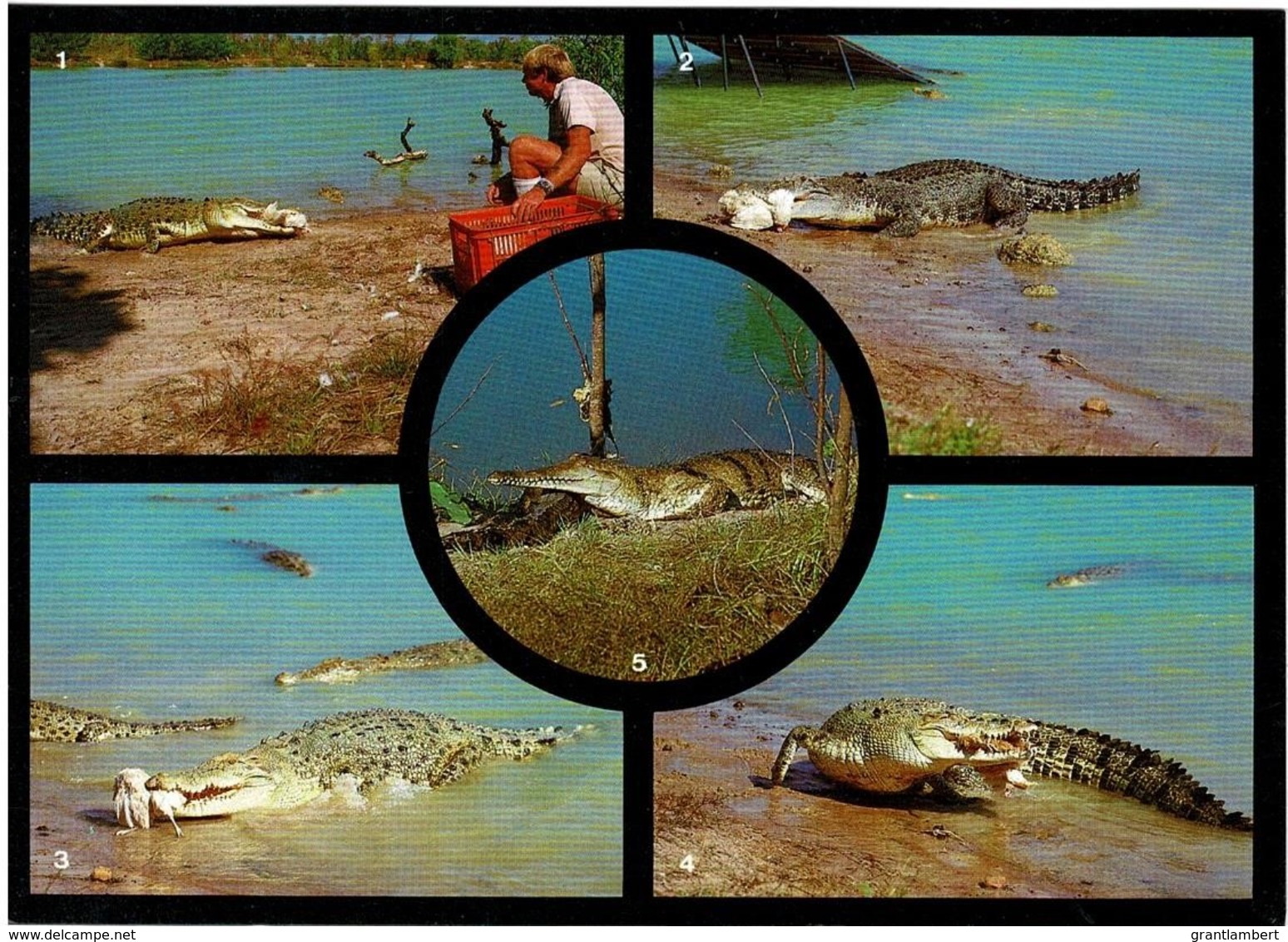 The Darwin Crocodile Farm Multiview, Northern Territory - Unused - Darwin