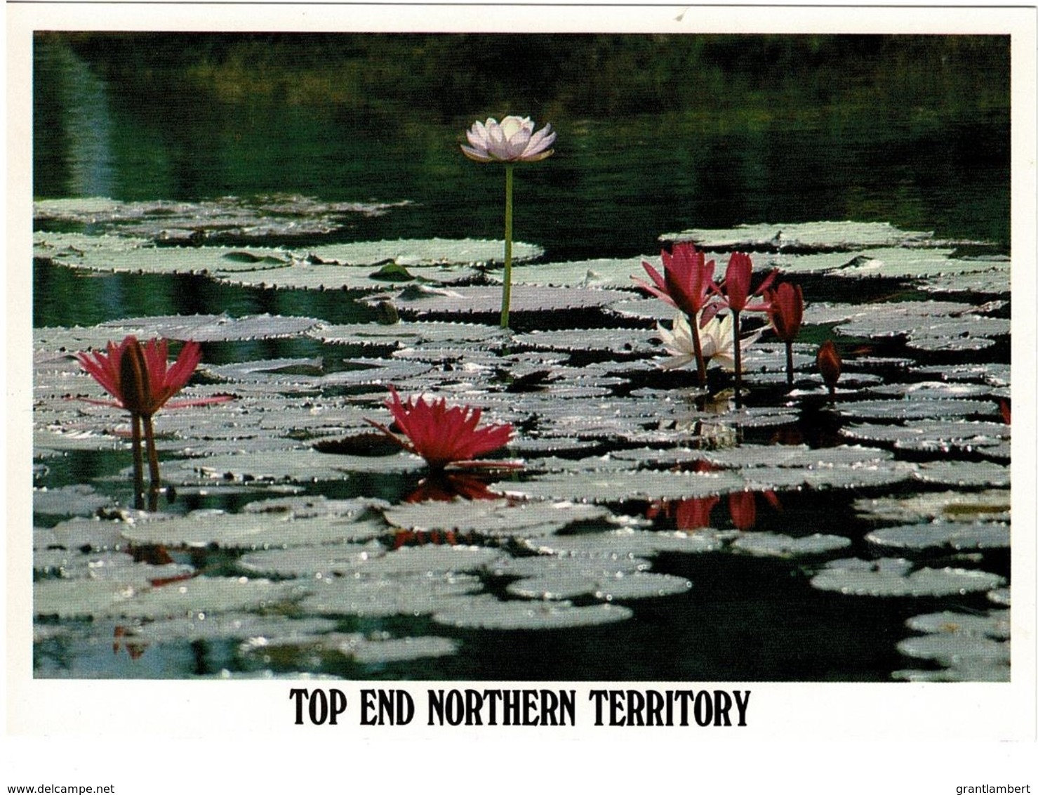Water Lilies, Waterways, Northern Territory - Unused - Ohne Zuordnung