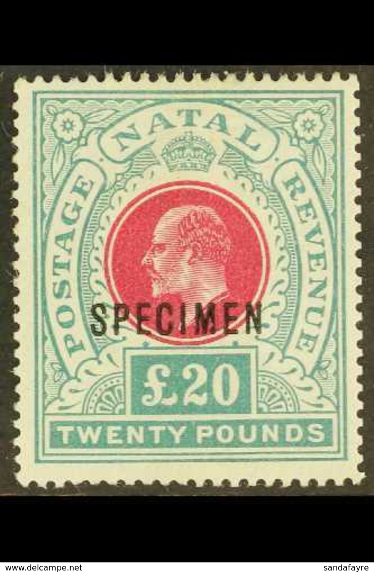 NATAL  1902 £20 Red And Green, Ed VII, Ovptd "Specimen", SG 145bs, Very Fine Mint, Large Part Og. For More Images, Pleas - Ohne Zuordnung