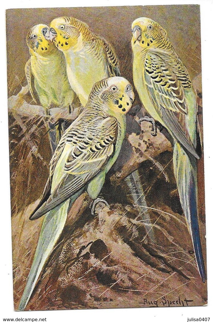 AUGUSTE SPECHT Carte Illustrée Perruches - Oiseaux