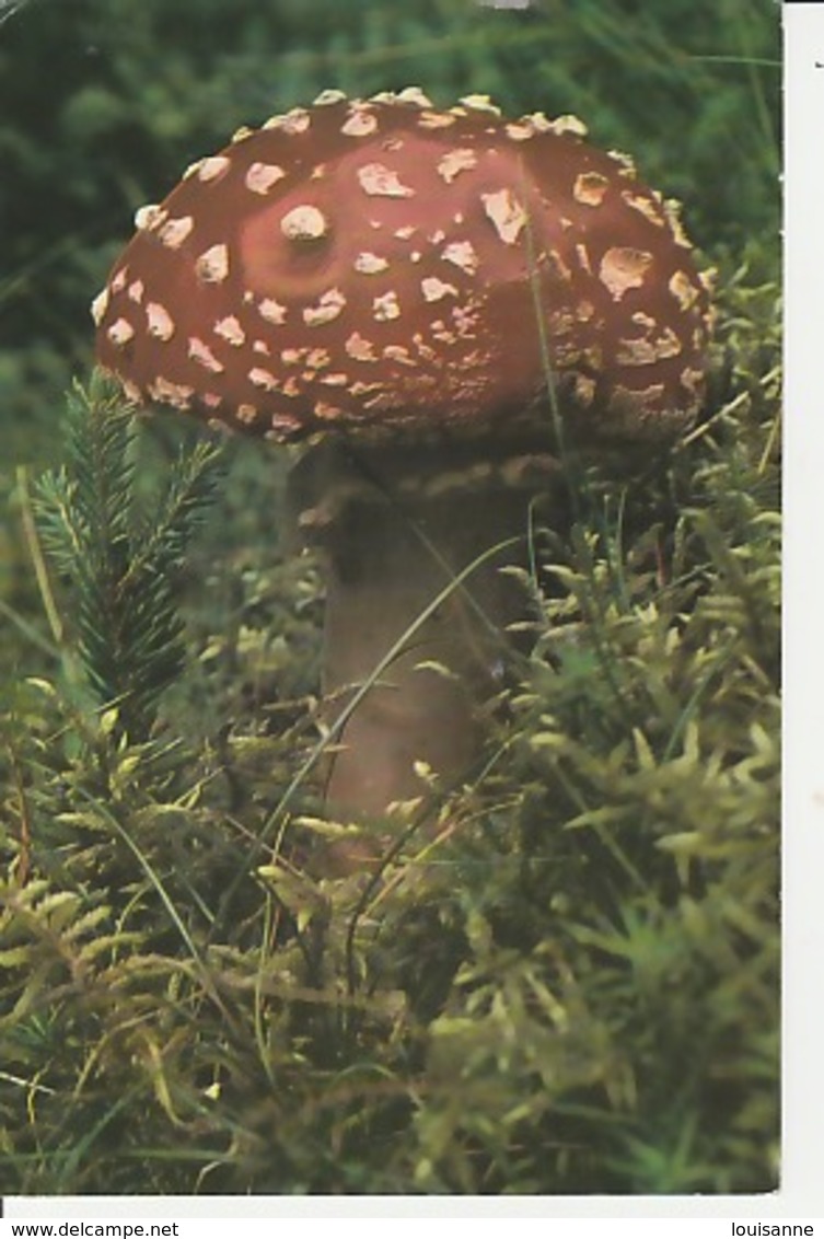 19 / 12 / 445  -  CHAMPIGNON  - C P M - Mushrooms